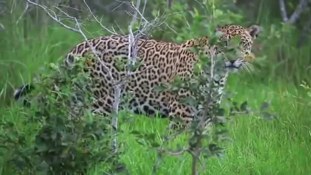 Onça no Pantanal. Mt