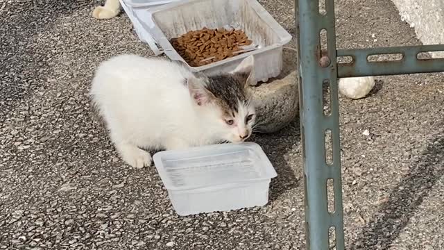 오빠 고양이 찾았다ㅜㅜ 물 마시는 아기고양이