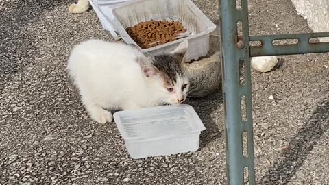 오빠 고양이 찾았다ㅜㅜ 물 마시는 아기고양이