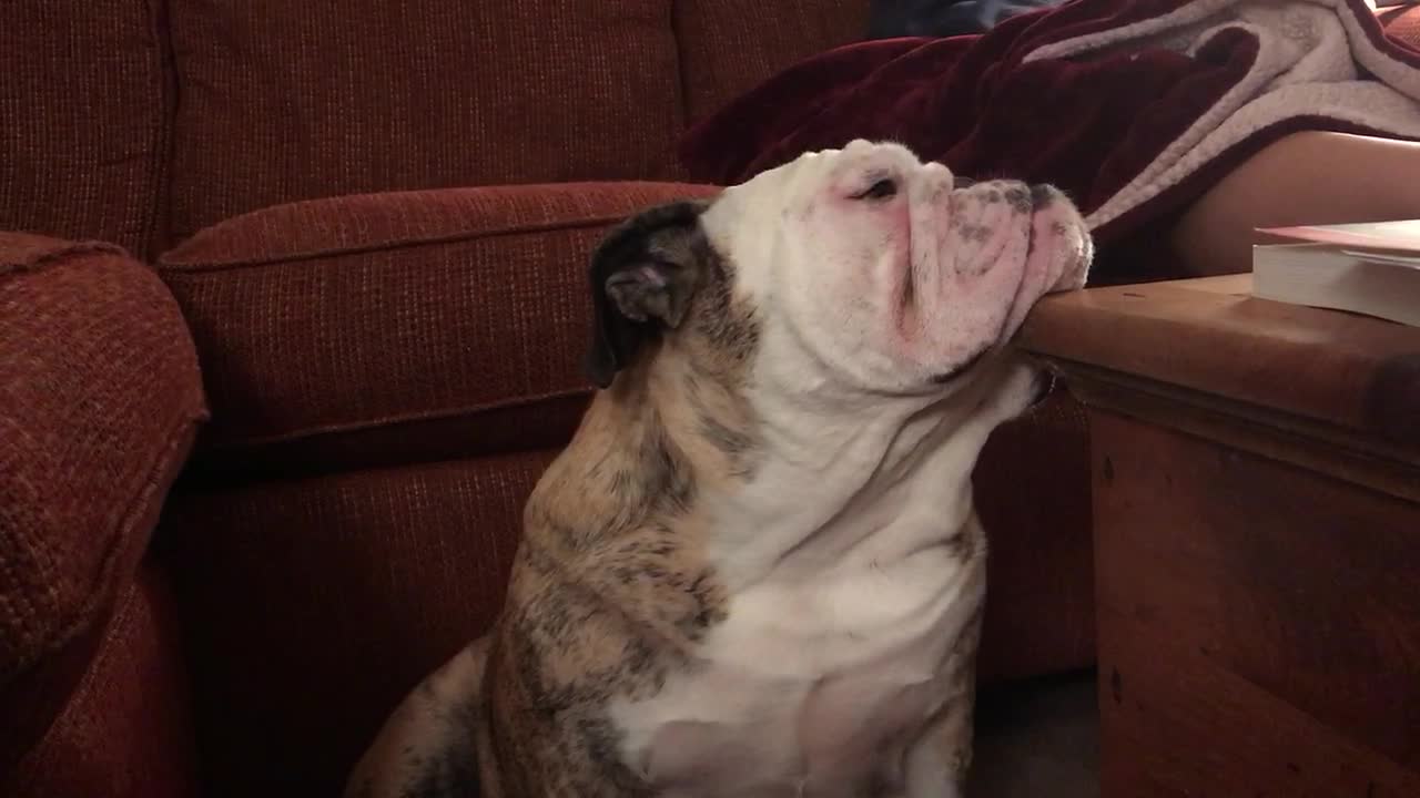 Overtired Bulldog Can't Settle Down For the Night