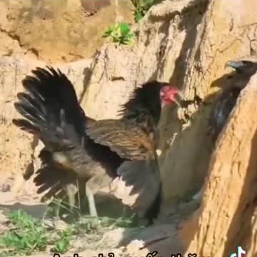 Hen attack with falcon