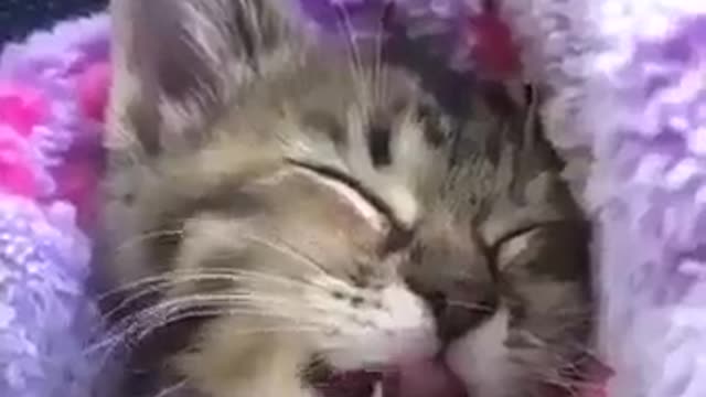 Delicious dream of cat