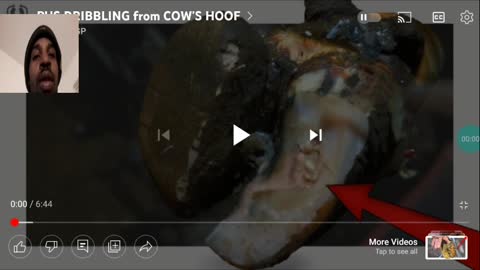 Pus Dribbling from Cows Hoof (Reaction Video)