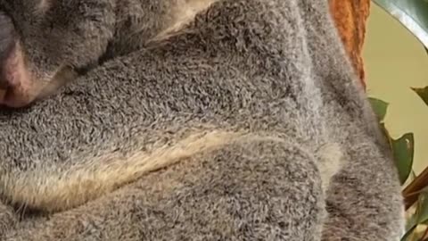 All About Koala Animals: Fascinating Facts and Information About Koalas #koala #animals #trending