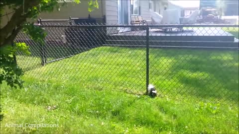 Baby Skunks Trying To Spray Funniest Cutest Compilation