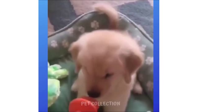 Cute And Funny Pet Videos Funny Dog Videos