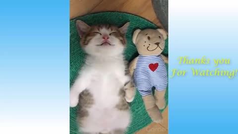 Cute Pets And Funny Animals Compilation #12 - Pets Garden