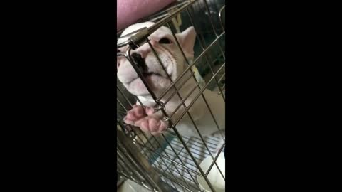 French Bull dog talking funny compilation