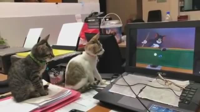 Amazing funny cat