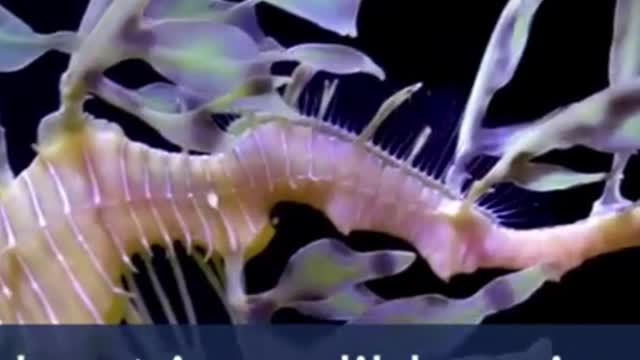 These Deceiving Beasts Have Some Amazing Acting Abilities