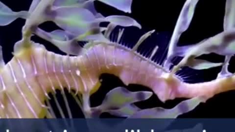 These Deceiving Beasts Have Some Amazing Acting Abilities