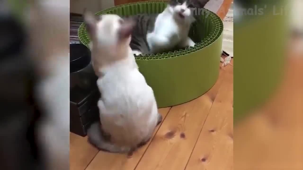 Kung Fu Cat!!