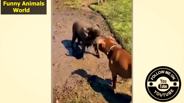 Funny videos of pets!! VERY FUNNY VIDEO