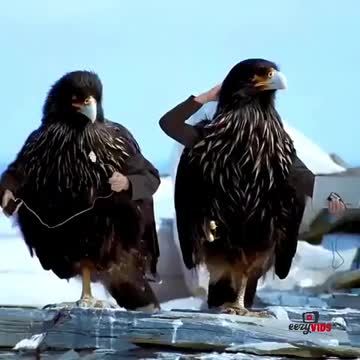 Animals with hand funny videos