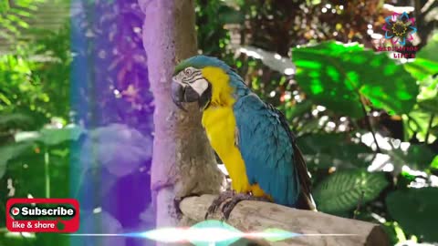 HD**Parrots | Meditation music | relaxing music | Stress Relief Music |