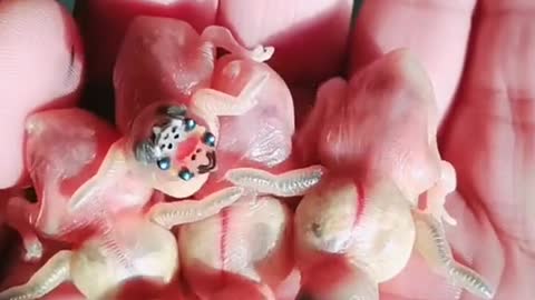Adorable Newborns