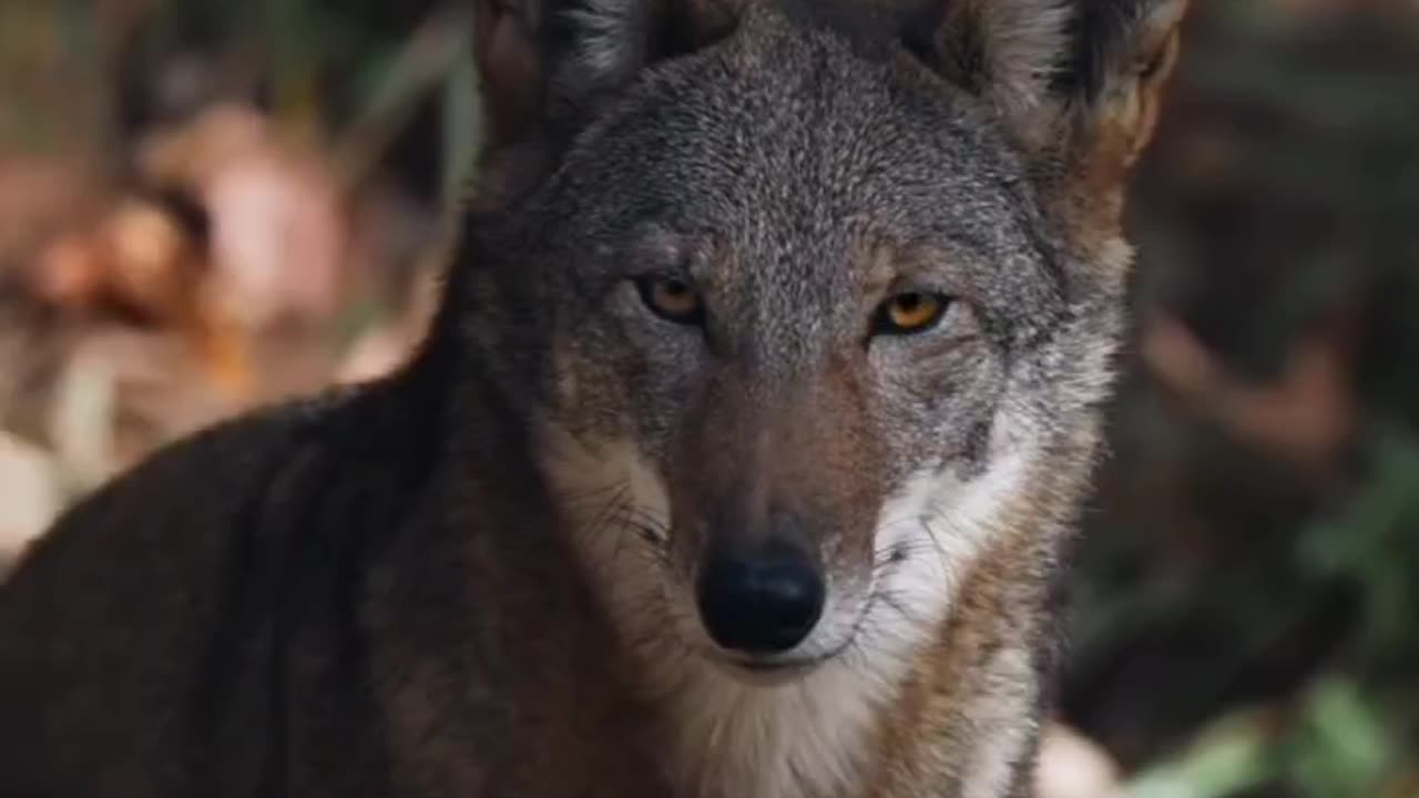 Rare Red Wolf