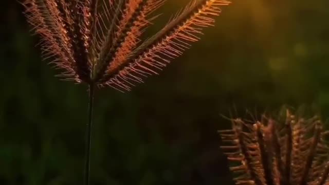 Nature videos 2022