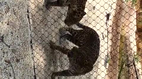 big cats cute funny animal video