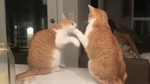 cat the most gentle fight 🐱