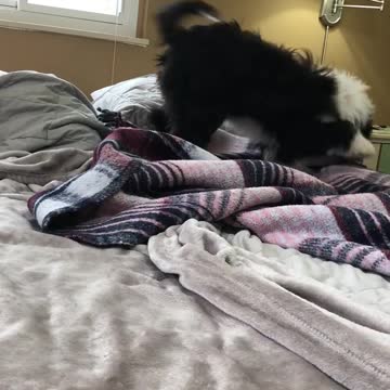 Our Bed Is Jemma’s Sandbox