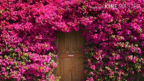 Bougainvillea varieties