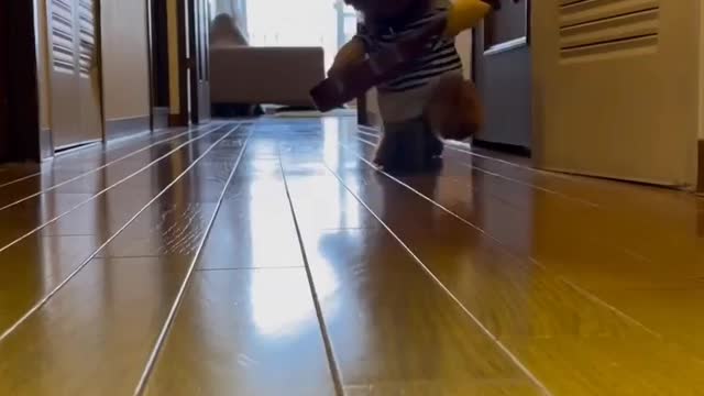 Dog Running with Cute Clothes