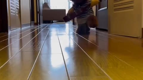 Dog Running with Cute Clothes