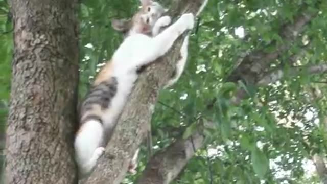 Kitten up in tree not knowing how to come back down is given encouragement from Mama Kitty!