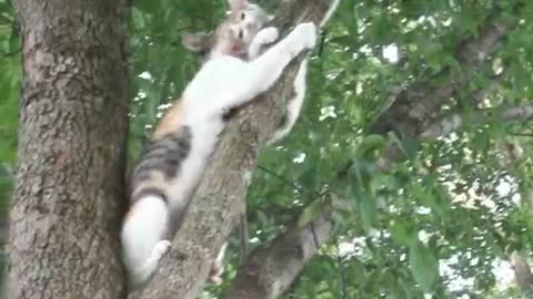 Kitten up in tree not knowing how to come back down is given encouragement from Mama Kitty!