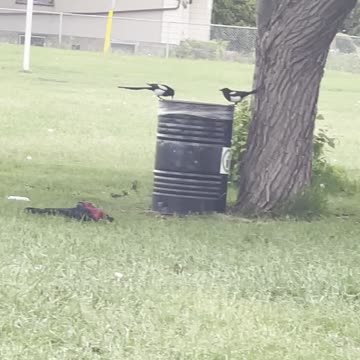 A pair of magpies talking among grass.