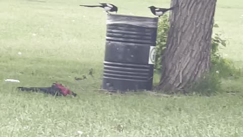 A pair of magpies talking among grass.