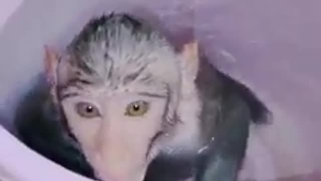 Monkey put in water