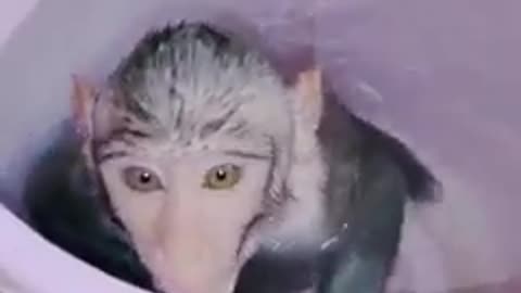 Monkey put in water