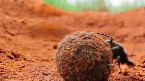 dung beetle