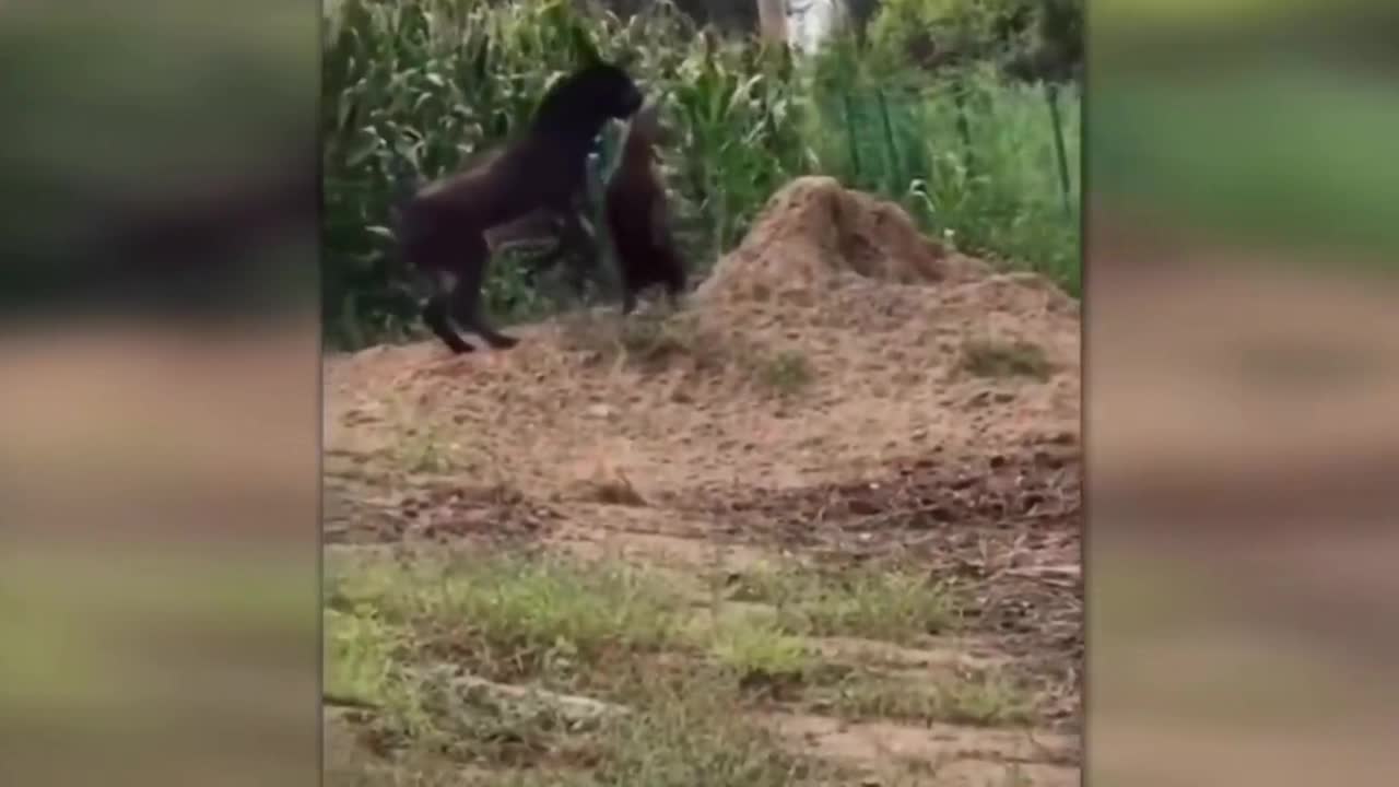 the unexpected power of the donkey, attacking hyena.