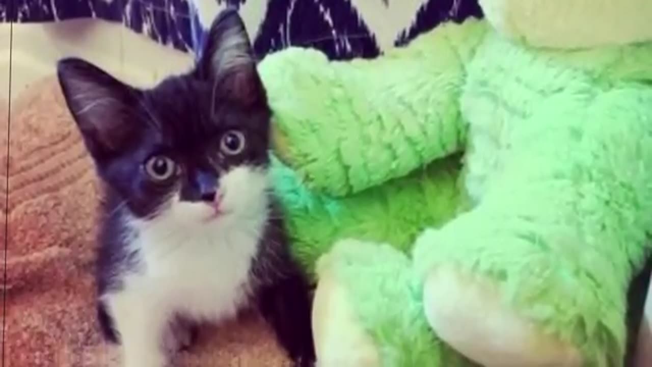 Shelter Kitten Chooses a Woman And Demands To Adopt It