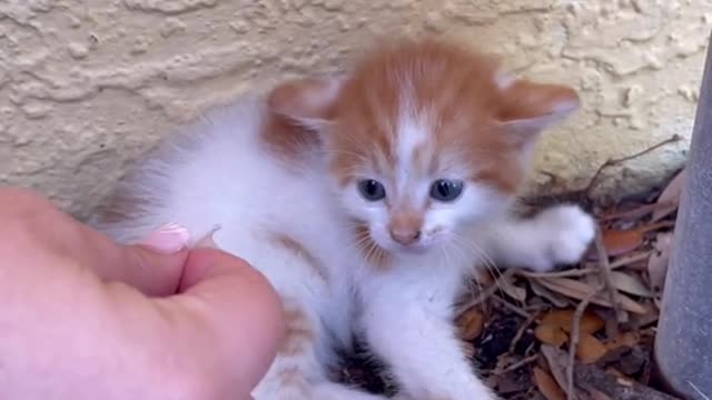 Little kitten journey