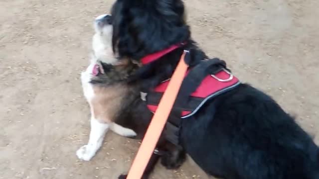 My dog ziva how playing with friends in park