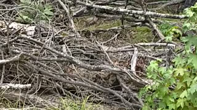 Large Momma Possum with babies relocated to out of town.