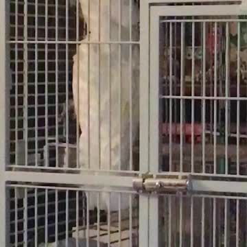 Pet Cockatoo Learns To Perfectly Bark Like A Dog