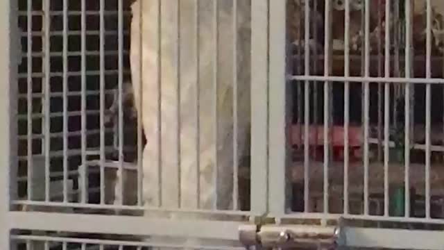 Pet Cockatoo Learns To Perfectly Bark Like A Dog