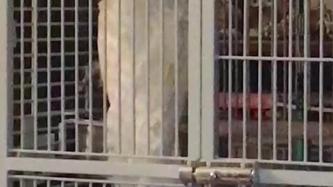 Pet Cockatoo Learns To Perfectly Bark Like A Dog