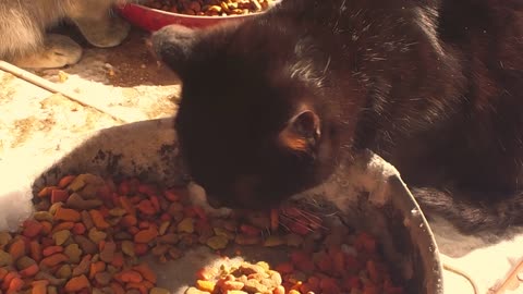 Cuddles The Cat Eating in Slow Motion