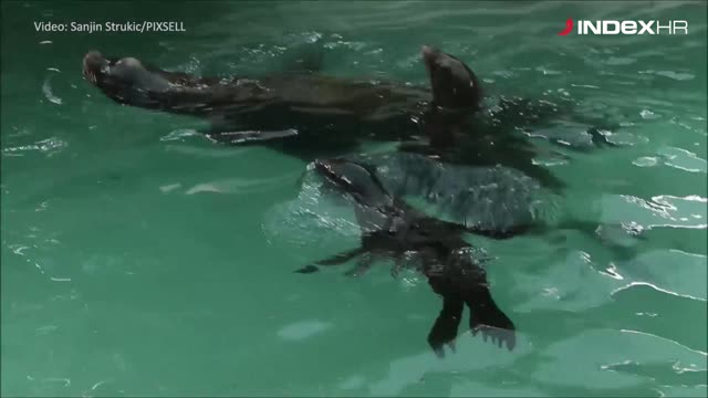 Zagrebački ZOO proslavio 93. rođendan