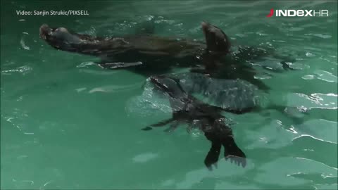 Zagrebački ZOO proslavio 93. rođendan