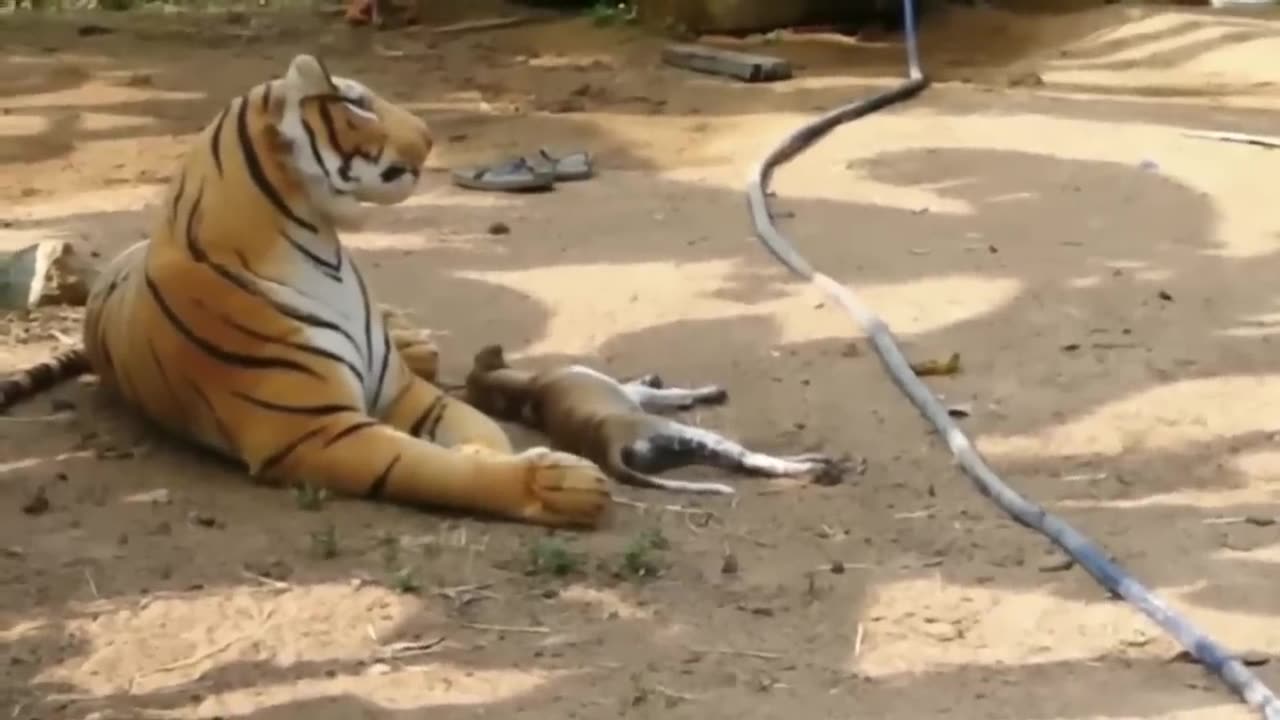 Funny animals try to not laugh *impossible*