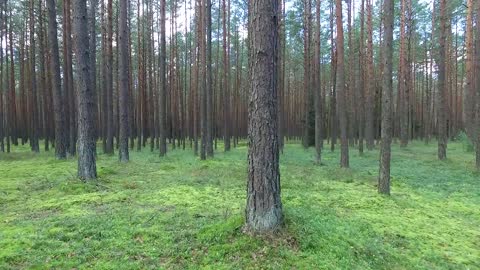 Flying between trees