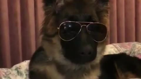 German Shepherds are really cool in sunglasses, right?