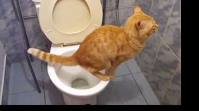 Amazing Cat use Toilet